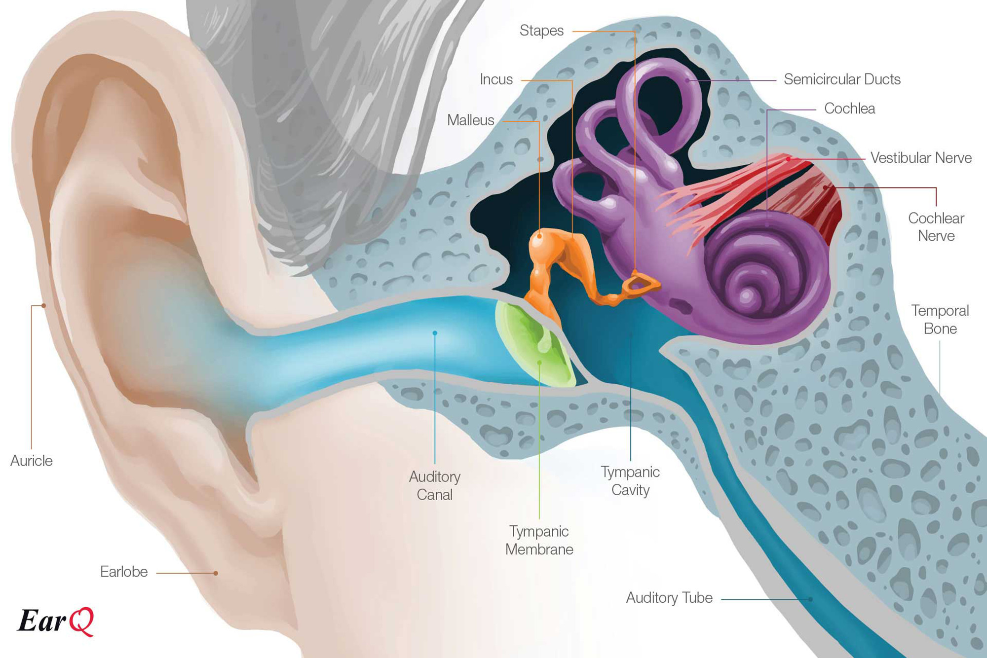 Устройство ушной раковины. Ухо человека строение. Строение внутреннего уха орган слуха. Внутреннее строение уха человека для детей. Строение строение уха человека.